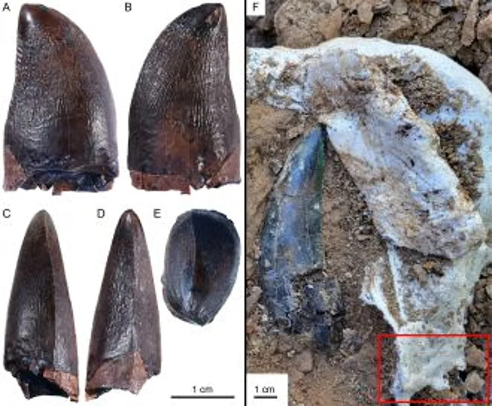 Giant Mosasaur — Bigger Than A Killer Whale — Fossil Tooth Suggests It Also Hunted Rivers - Image 3