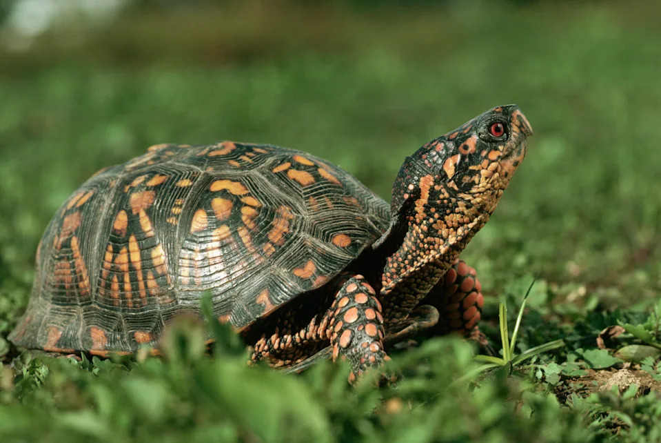 Can Turtles Fully Retract Their Heads Into Their Shells? The Anatomy and Fossil Story - Image 2