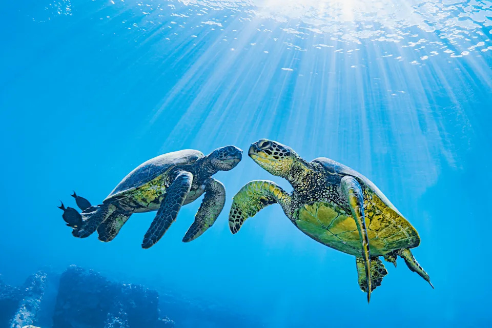 Can Turtles Fully Retract Their Heads Into Their Shells? The Anatomy and Fossil Story - Image 3