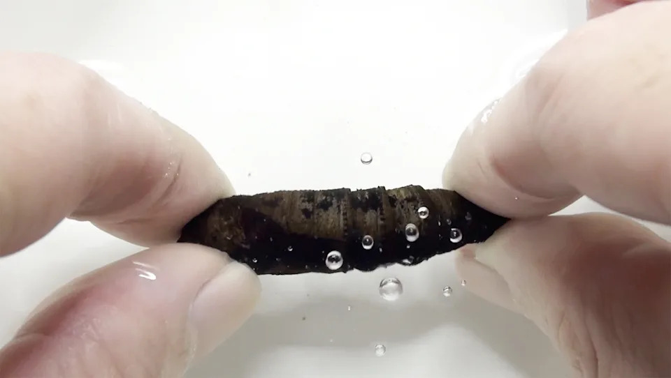 Hissing Hawkmoth Larvae Mimic Snakes: Air-Driven Hisses Ward Off Predators - Image 1