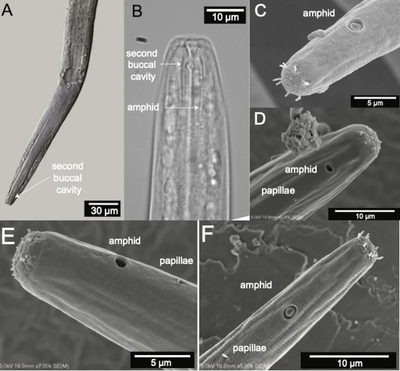 New Nematode Species Discovered in Great Salt Lake — Named to Honor Shoshone Heritage - Image 1