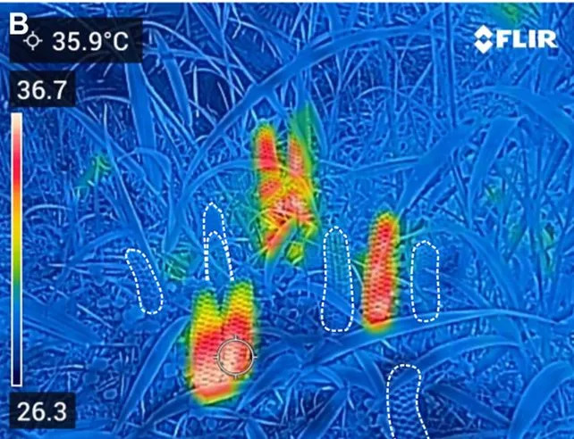 Ancient Heat Signals: How Cycads Use Warmth to Guide Beetle Pollinators - Image 1