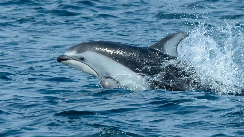 Orcas and Dolphins Team Up: New Underwater Footage Shows Cooperative Salmon Hunts Off British Columbia - Image 2
