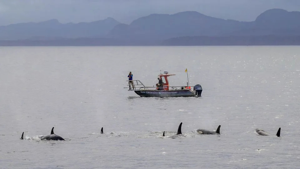 Orcas and Dolphins Team Up: New Underwater Footage Shows Cooperative Salmon Hunts Off British Columbia - Image 3