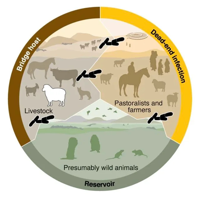 4,000-Year-Old Sheep DNA Links Livestock To The World's Earliest Plague - Image 2