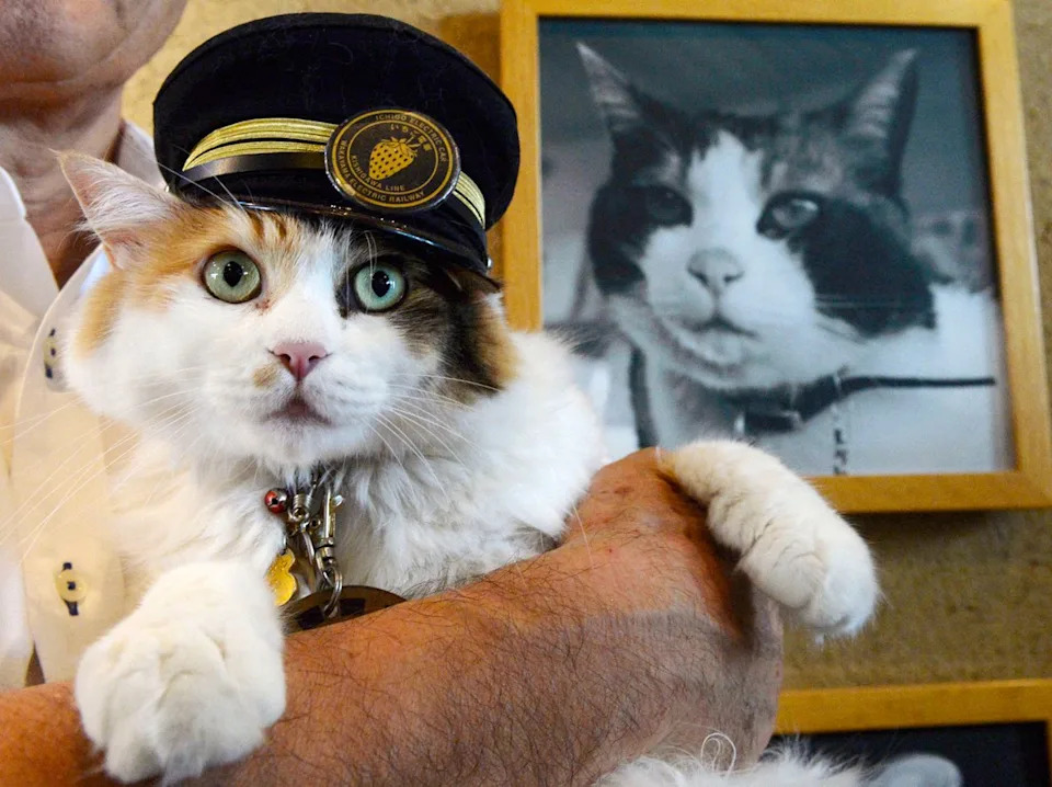 Nitama, Kishi Station’s Beloved Cat Stationmaster, Laid to Rest at 15 — 500 Attend Funeral - Image 1