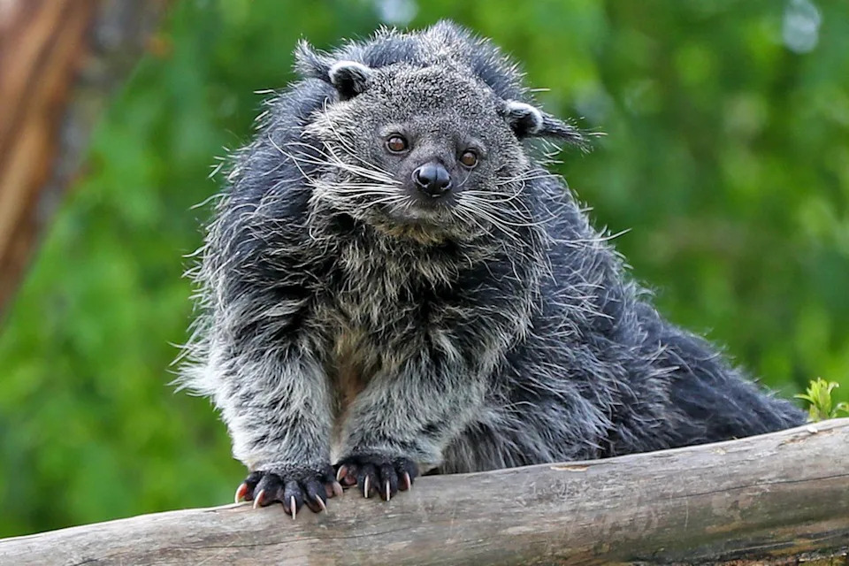 Binturong ‘Bearcat’ Bites Two National Zoo Keepers During Routine Weight Check; Both Treated at Hospital - Image 1