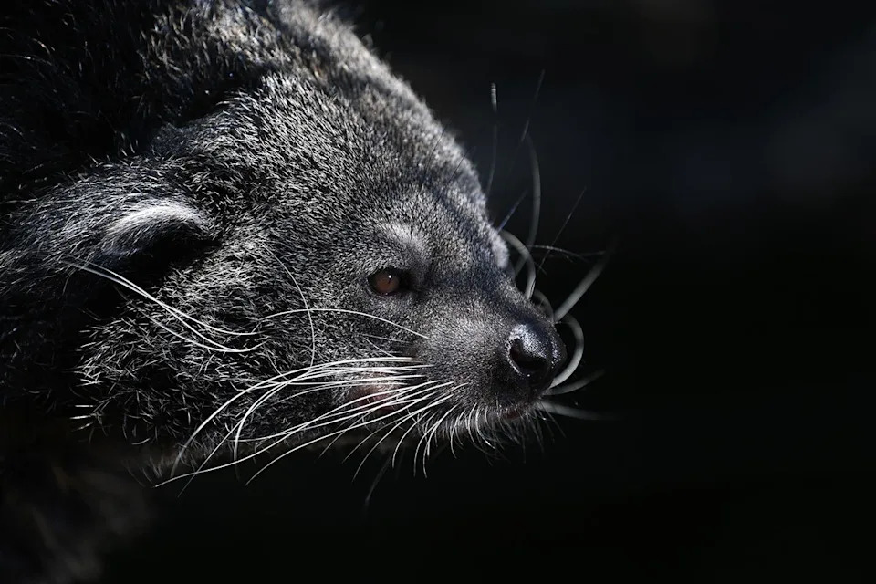 Binturong ‘Bearcat’ Bites Two National Zoo Keepers During Routine Weight Check; Both Treated at Hospital - Image 2