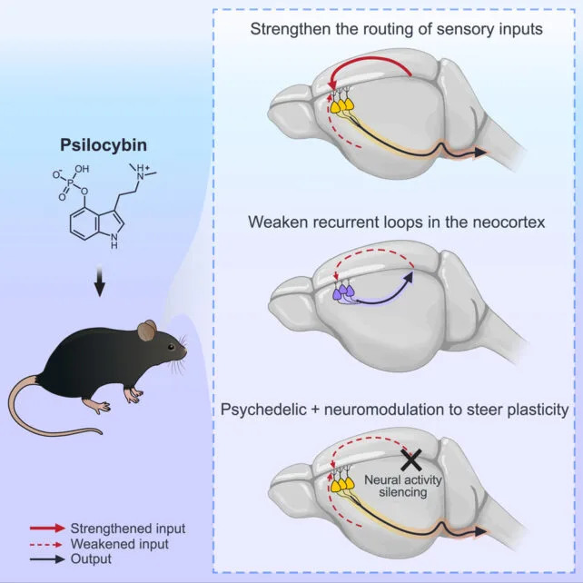 Psilocybin May Break Depressive Thought Loops by Rewiring Brain Circuits, Mouse Study Suggests - Image 1
