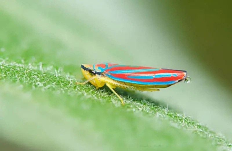 Tiny Bacteria Turn Reed Leafhopper Into Major Threat to Europe’s Crops - Image 1