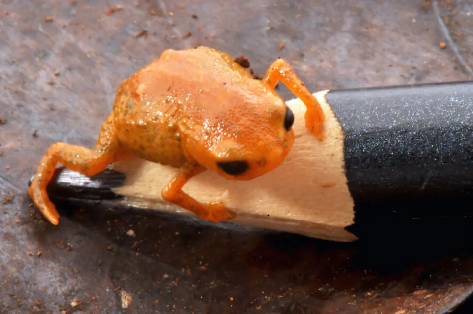 New Orange Toad So Small It Fits on a Pencil Tip — Scientists Urge Protection for Serra do Quiriri - Image 1