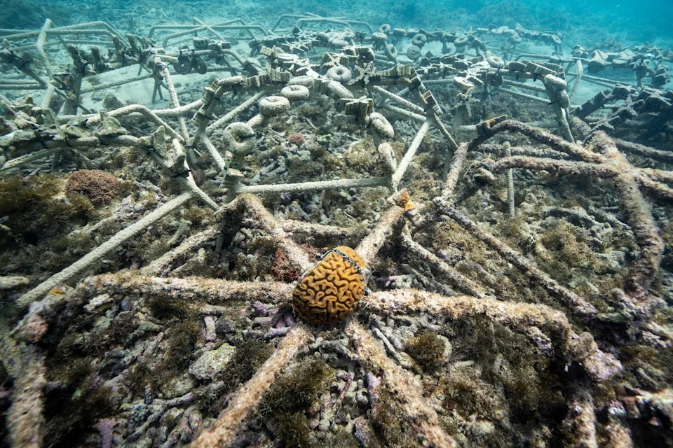 Assisted Coral Fertilization Offers Hope for Vanishing Reefs in the Dominican Republic - Image 2