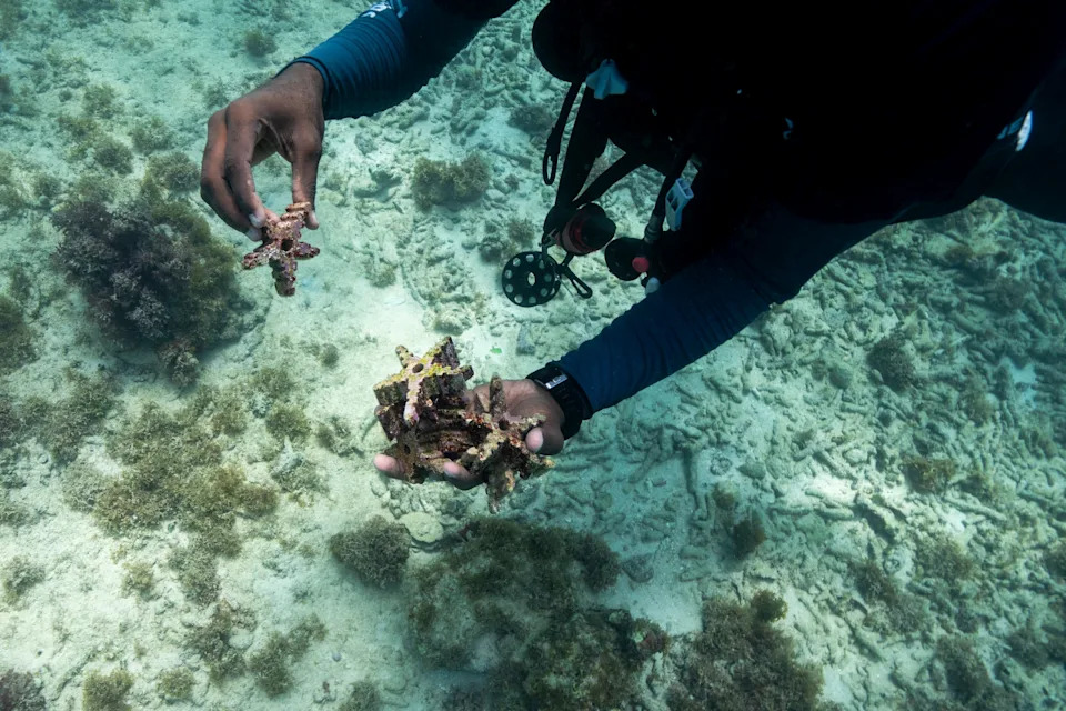 Assisted Coral Fertilization Offers Hope for Vanishing Reefs in the Dominican Republic - Image 3