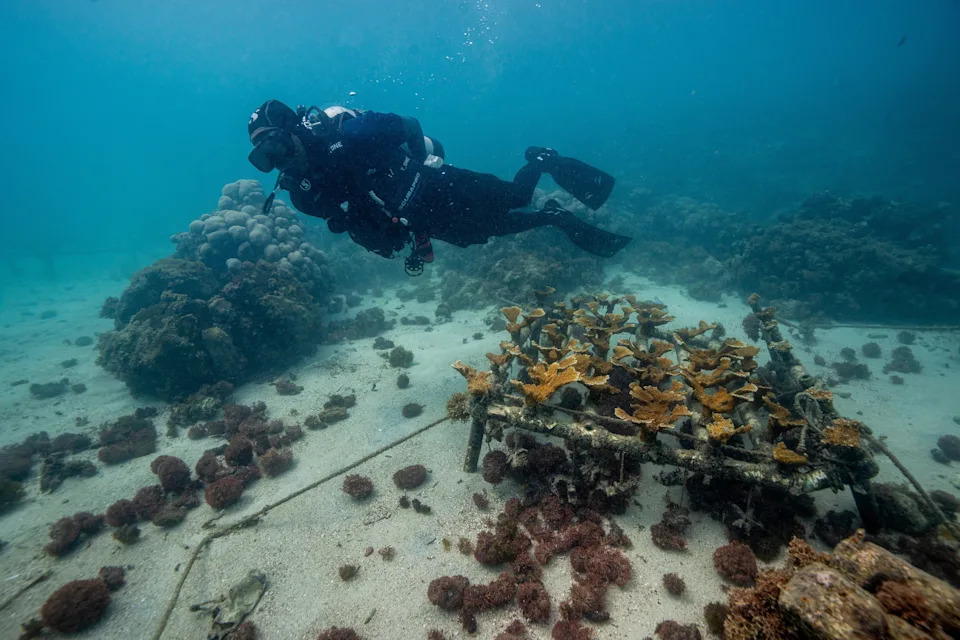 Assisted Coral Fertilization Offers Hope for Vanishing Reefs in the Dominican Republic - Image 4