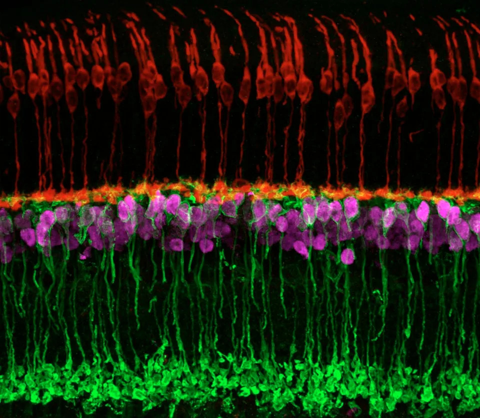 Gazing Into the Mind’s Eye: How Mice Reveal Hidden Mechanisms of Human Vision - Image 1