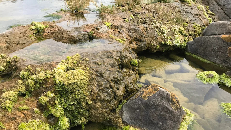 Living Rocks: South Africa’s Microbialites Lock Up Large Amounts of Carbon - Image 1