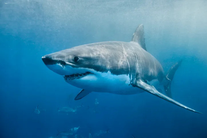 15 Disturbing Shark Facts That Will Make You Rethink Swimming - Image 1