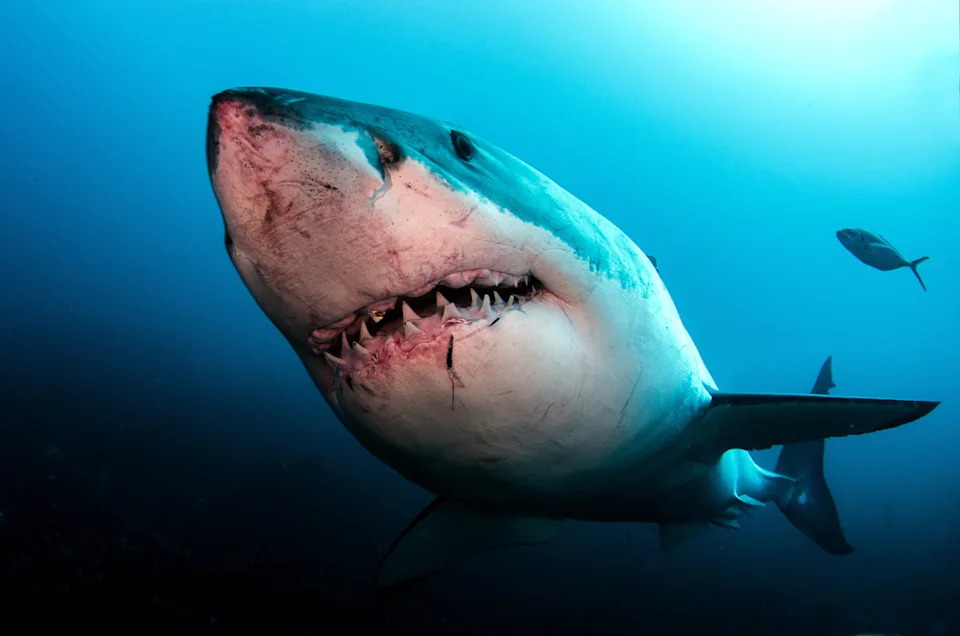 15 Disturbing Shark Facts That Will Make You Rethink Swimming - Image 2