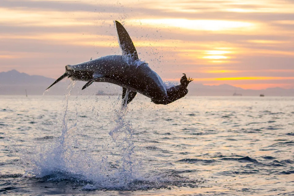 15 Disturbing Shark Facts That Will Make You Rethink Swimming - Image 11