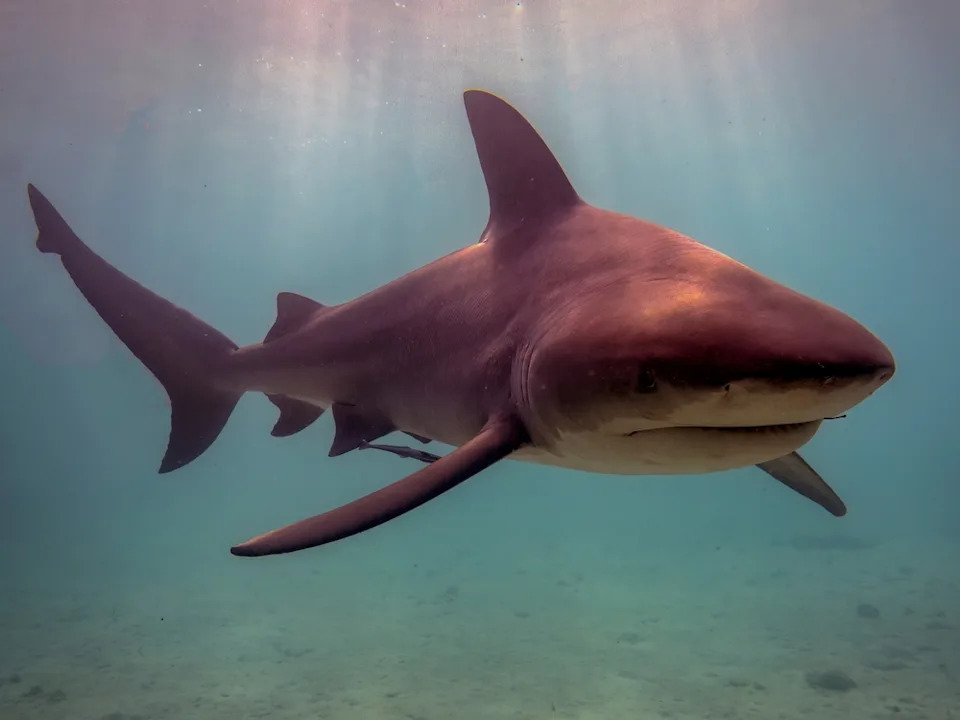 15 Disturbing Shark Facts That Will Make You Rethink Swimming - Image 13
