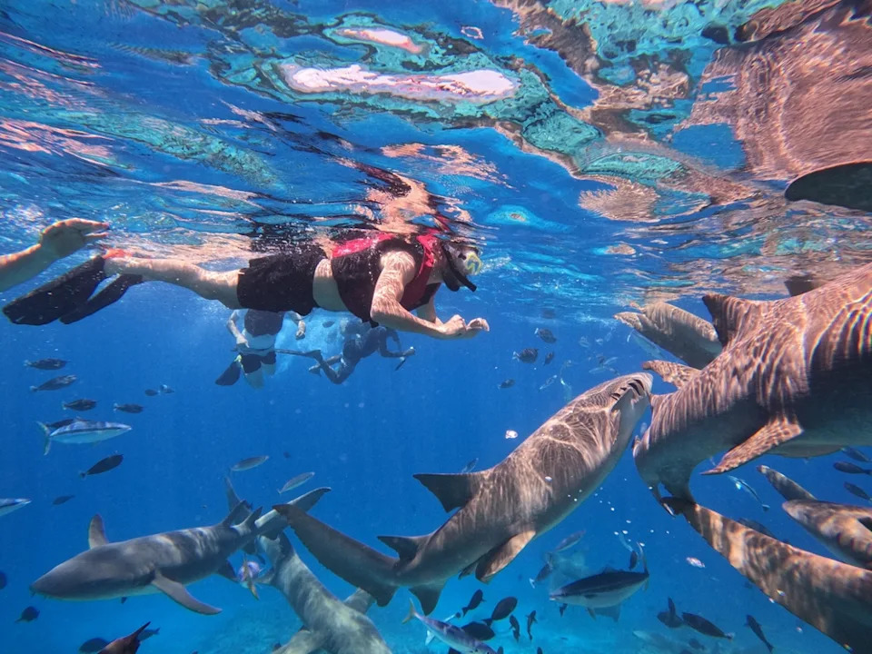 15 Disturbing Shark Facts That Will Make You Rethink Swimming - Image 14