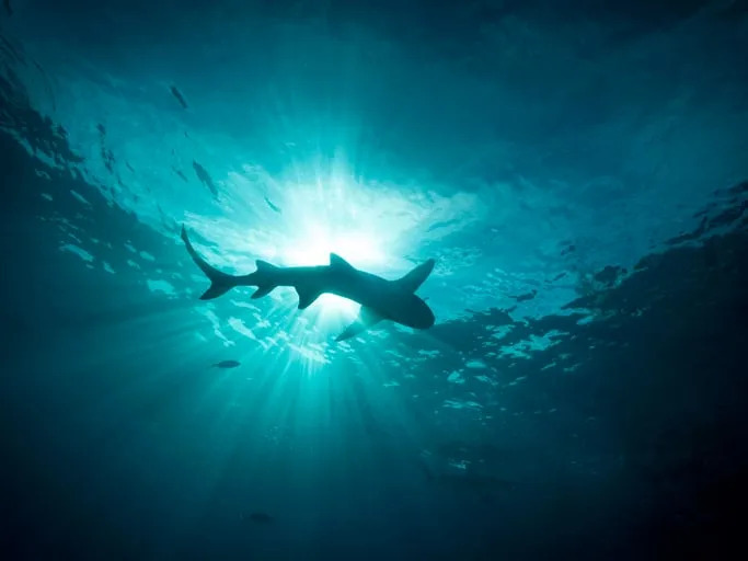 15 Disturbing Shark Facts That Will Make You Rethink Swimming - Image 4