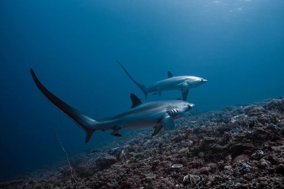 15 Disturbing Shark Facts That Will Make You Rethink Swimming - Image 6