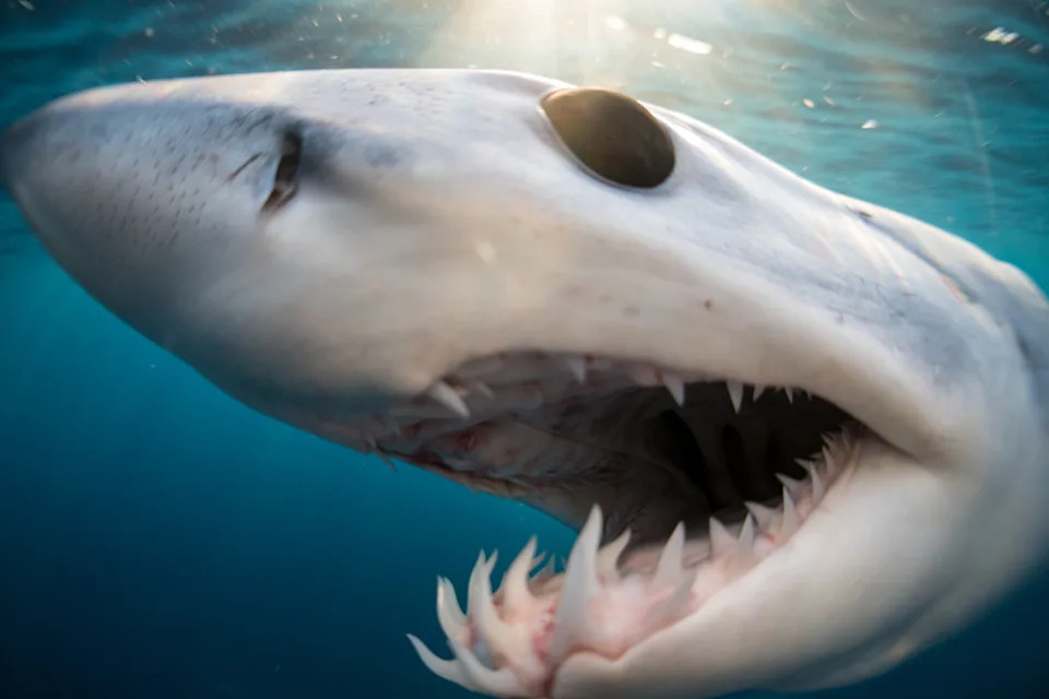 15 Disturbing Shark Facts That Will Make You Rethink Swimming - Image 7