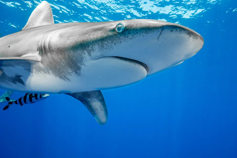 15 Disturbing Shark Facts That Will Make You Rethink Swimming - Image 8