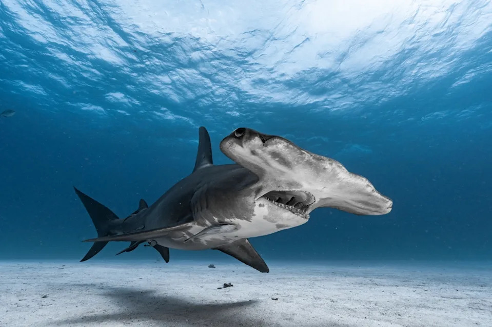 15 Disturbing Shark Facts That Will Make You Rethink Swimming - Image 10