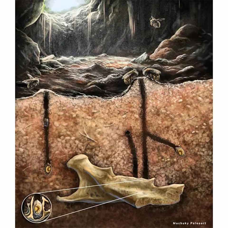 Ancient Bees Built Tiny Mud Nests Inside Fossilized Owl Pellets - Image 1