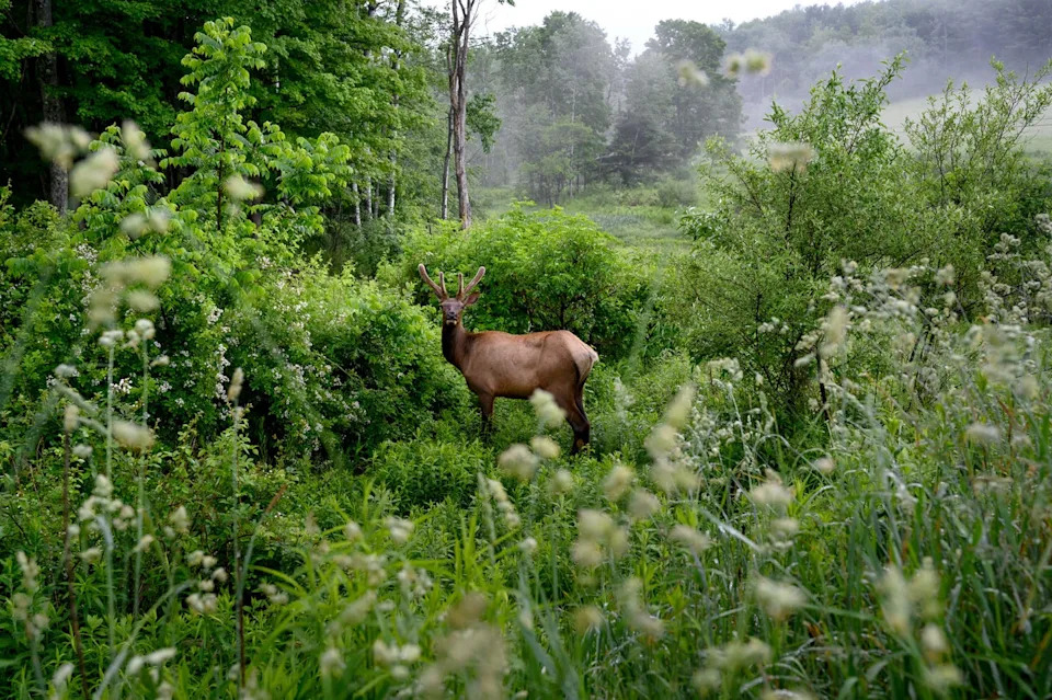 They Thought They’d Found Hundreds of Millions in Civil War Gold — Then the FBI Dug In. What Really Happened at Dents Run? - Image 1