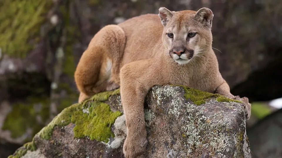 Joe Rogan Warns 'Monsters' — Says Mountain Lions Are Preying On Pets, Blames State Wildlife Policies - Image 1