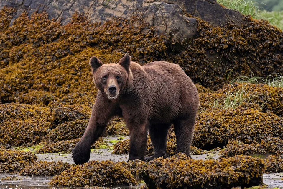 Coroner: Remains Found Inside Sneaker on Washington Beach Were From a Bear Paw, Not a Human - Image 1