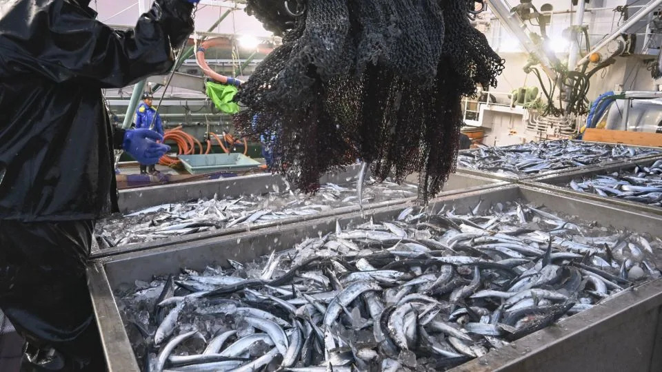 Kuroshio Shock: How a Shifting Giant Current Reshaped Seas, Climate and Fisheries Off Japan - Image 2