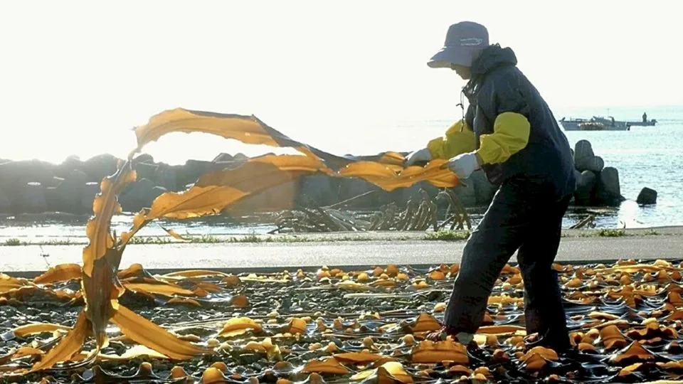 Kuroshio Shock: How a Shifting Giant Current Reshaped Seas, Climate and Fisheries Off Japan - Image 3