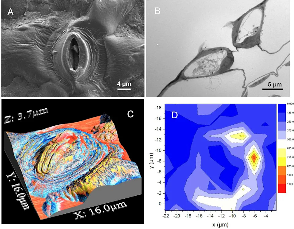 Why Lettuce Spoils So Fast — New Study Reveals Nanoscopic Weak Spots On Leaves - Image 1