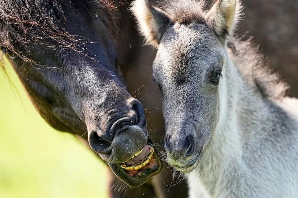 AP's Most Striking Nature Photos of 2025: Fragility, Power and Renewal - Image 2