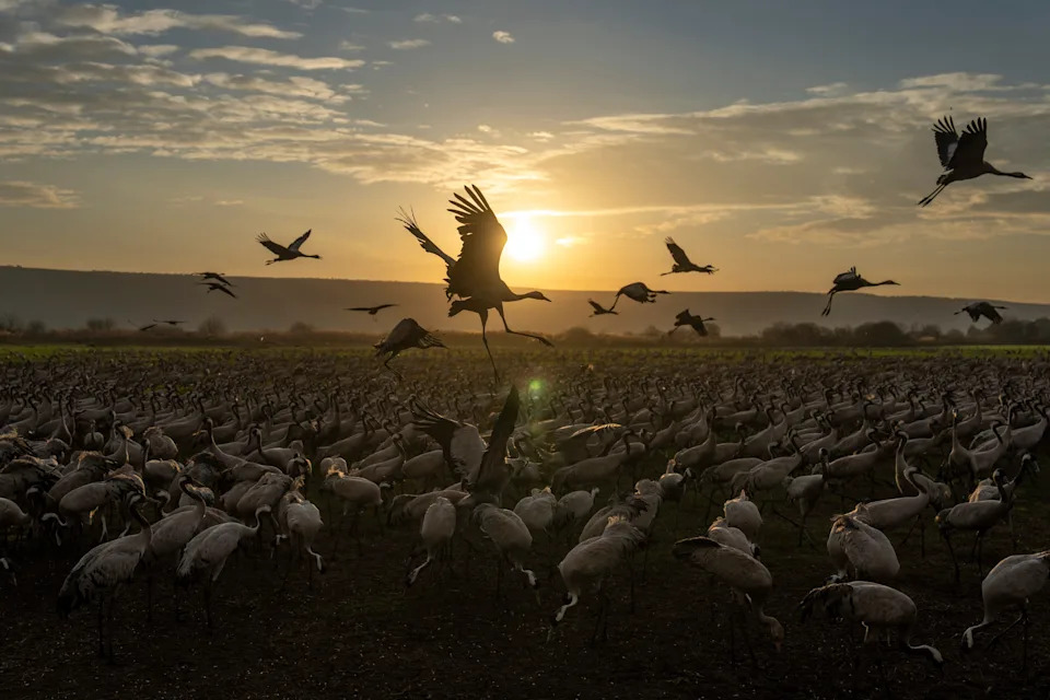 AP's Most Striking Nature Photos of 2025: Fragility, Power and Renewal - Image 15