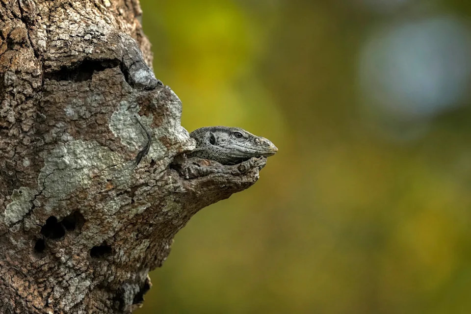 AP's Most Striking Nature Photos of 2025: Fragility, Power and Renewal - Image 21