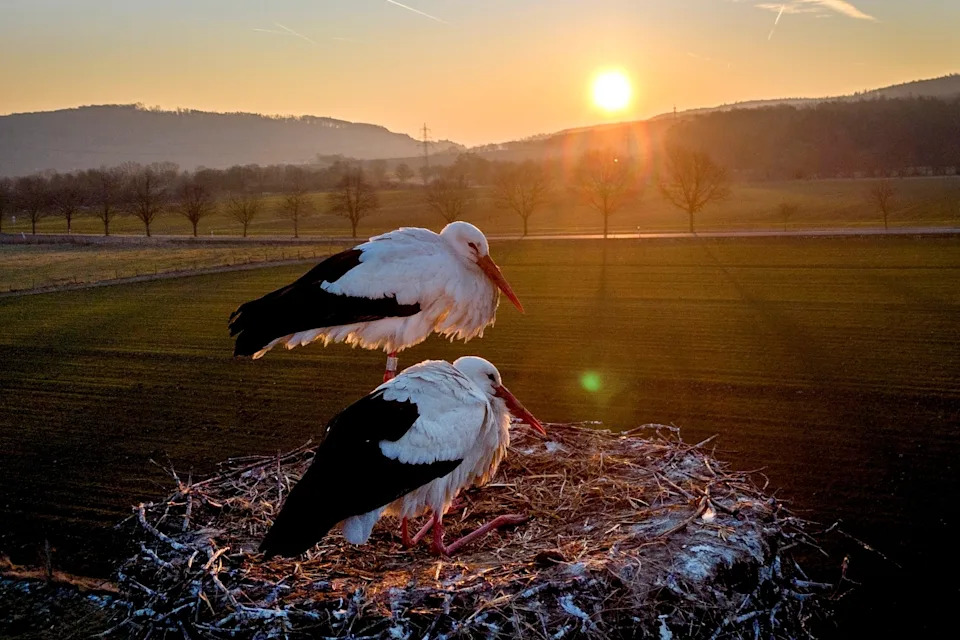 AP's Most Striking Nature Photos of 2025: Fragility, Power and Renewal - Image 23