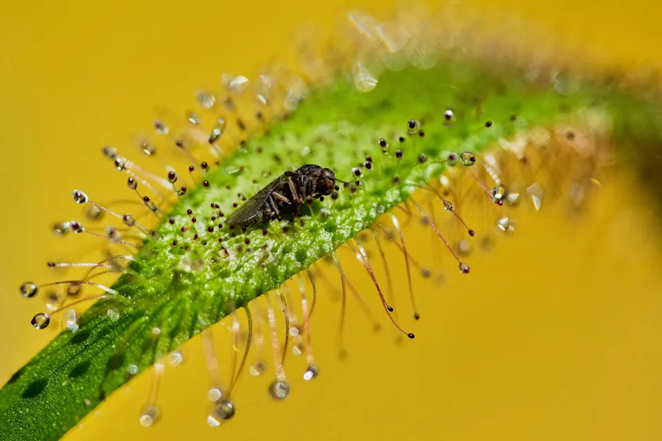 AP's Most Striking Nature Photos of 2025: Fragility, Power and Renewal - Image 25