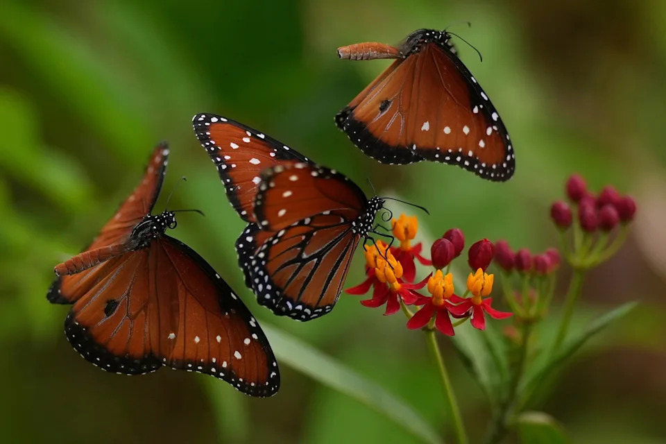 AP's Most Striking Nature Photos of 2025: Fragility, Power and Renewal - Image 27
