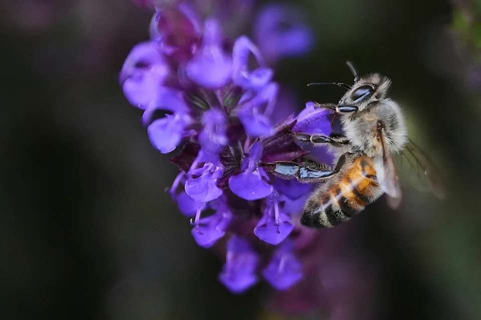 AP's Most Striking Nature Photos of 2025: Fragility, Power and Renewal - Image 7