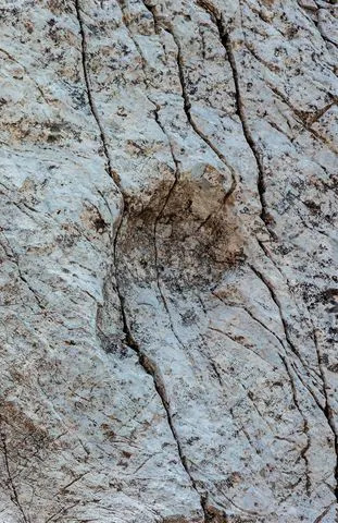About 20,000 Dinosaur Footprints Discovered in the Italian Alps Near 2026 Olympic Venues - Image 2