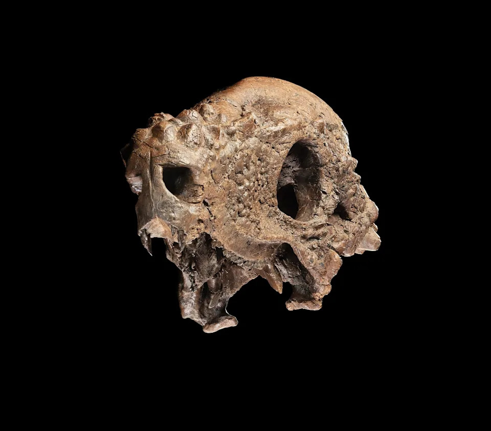 Near-Complete Pachycephalosaurus Skull Heads to Smithsonian for One-Week Display - Image 1