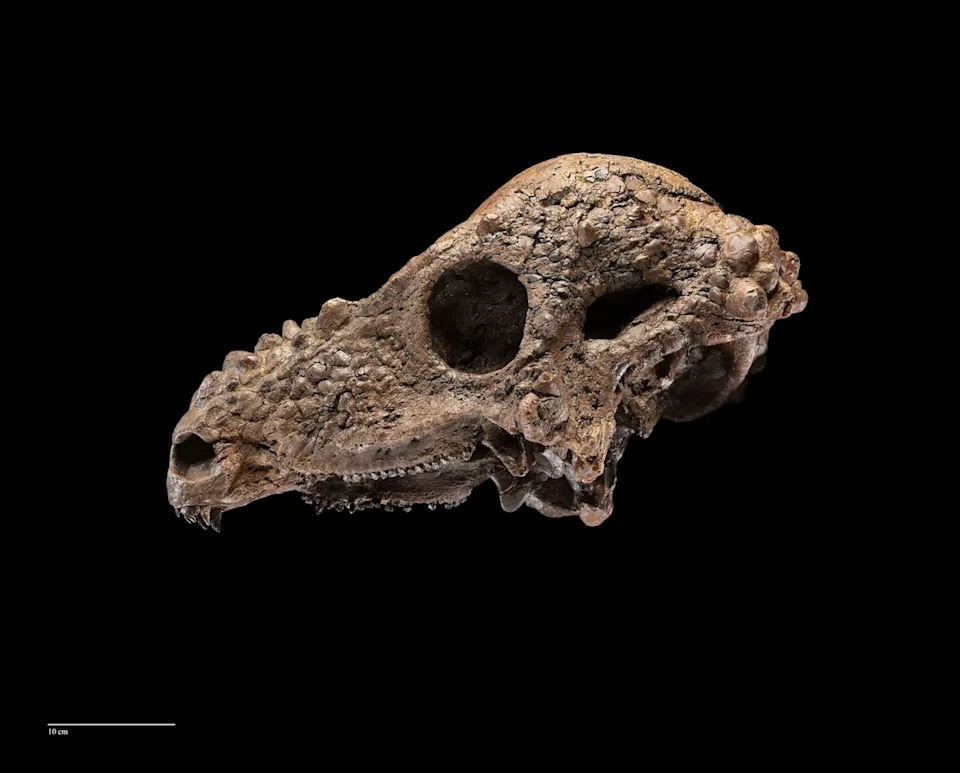 Near-Complete Pachycephalosaurus Skull Heads to Smithsonian for One-Week Display - Image 2