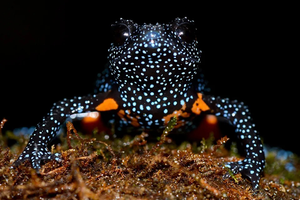 Rare 'Galaxy' Frogs Vanish After Wildlife Photographers Disturb Fragile Western Ghats Habitat - Image 2