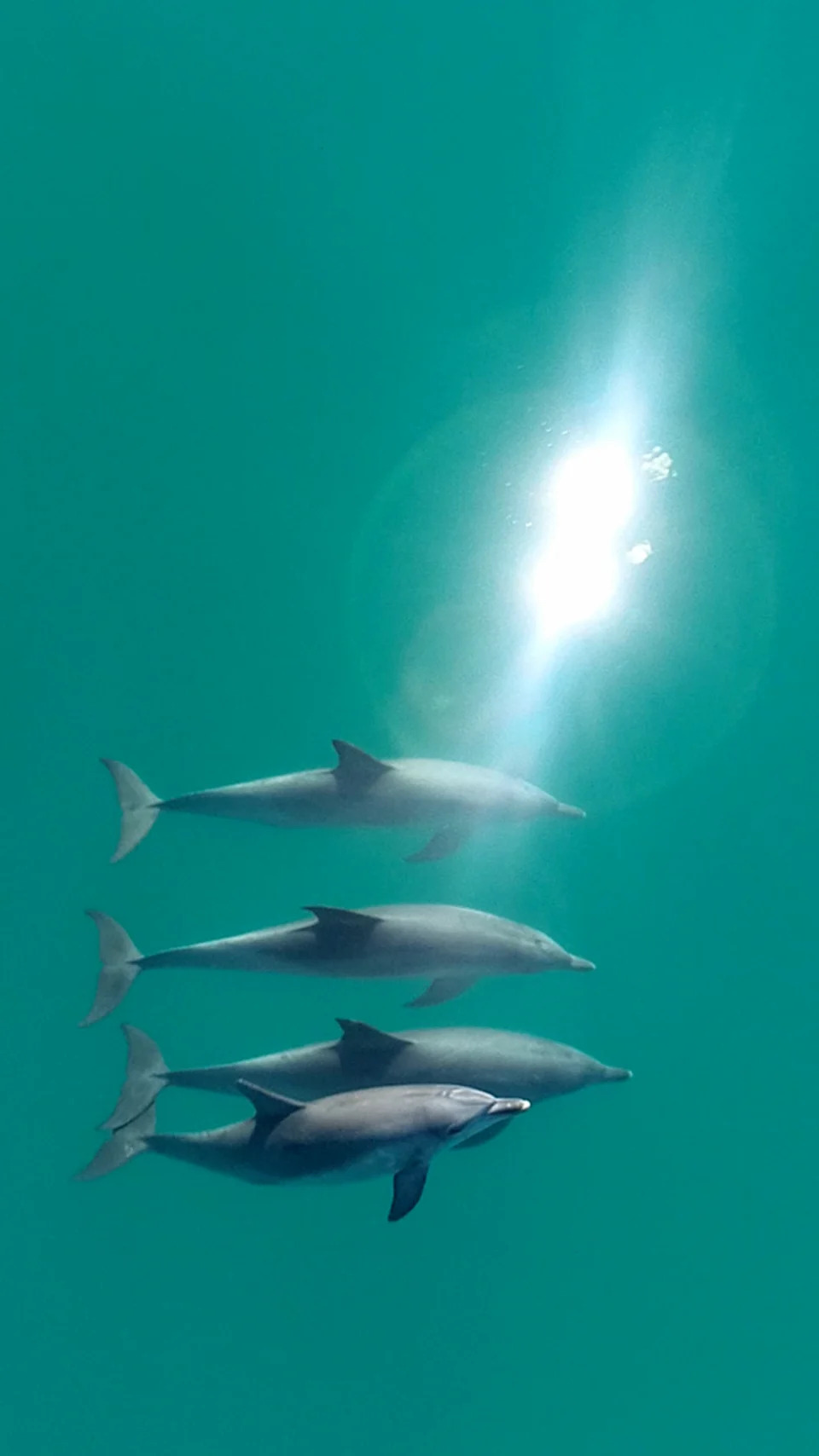 Lifelong Bonds Slow Cellular Ageing in Male Bottlenose Dolphins, Study Finds - Image 1