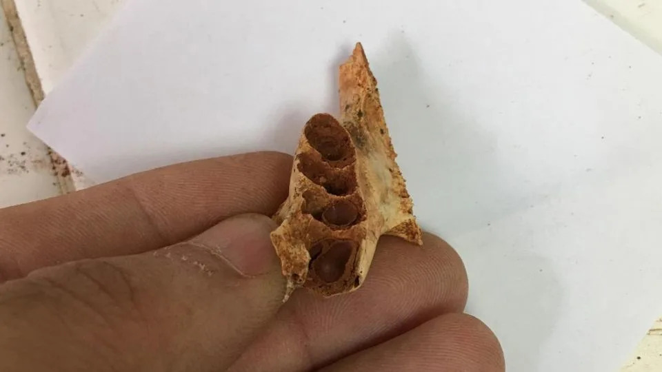 Ancient Bees Found Nesting in Fossilized Tooth Sockets — First Evidence of Cave Bone‑Nesting - Image 1